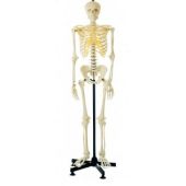 human skeleton life-size male  180CM tall