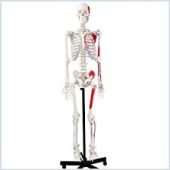 Human Skeleton coloured 170 CM With enthesis of Muscles