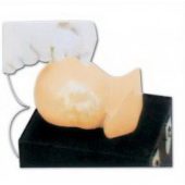 advanced pediatric head simulator soft