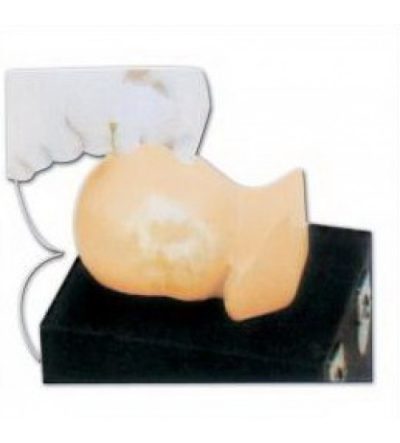advanced pediatric head simulator soft