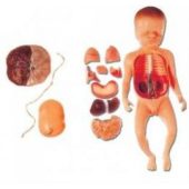 baby model with fetus, viscus and placenta soft