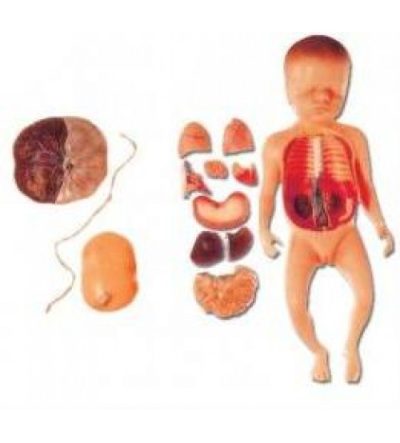 baby model with fetus, viscus and placenta soft