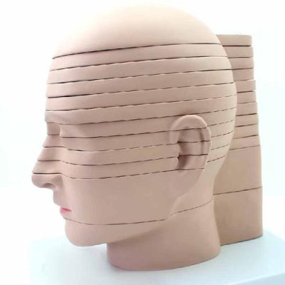 deluxe model of human disc head horizontally sliced