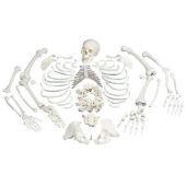 human skeleton disarticulated life-size 170 cms tall