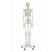 human skeleton medium size 85 cms tall
