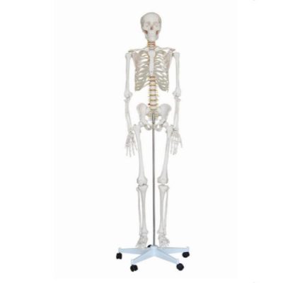 human skeleton medium size 85 cms tall
