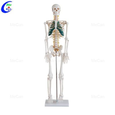 human skeleton medium size 85 cms tall with painted coastal cartilage