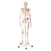 human skeleton with muscles and ligament 85 cms tall