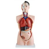 human torso male 65 cm with hard organs