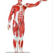 male muscle figure life size 170 cm with internal organs
