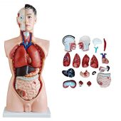 model of human torso male 85CM with 18 parts hard organs