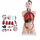 model of human torso male 85CM with 19 parts soft organs