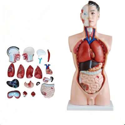 model of human torso male 85CM with 19 parts soft organs