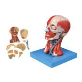 Head with Muscles Nerves Brain Anatomical Educational Model soft