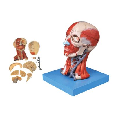 Head with Muscles Nerves Brain Anatomical Educational Model soft