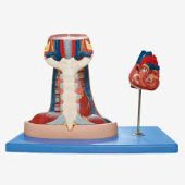 Human Sternum Thymus and Mediastinum Anatomy Respiratory System