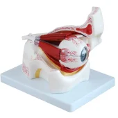 eye with orbit and muscles model