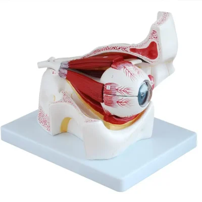 eye with orbit and muscles model