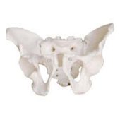 Adult Male Pelvis Model megmedius medical