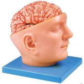 advance model of human head with brain and arteries soft