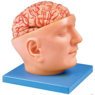 advance model of human head with brain and arteries soft