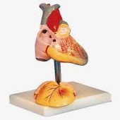 advanced anatomical model of child heart megmedius medical
