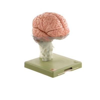 advanced model of human brain 15 parts