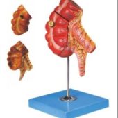 Appendix and Caecum Model Natural Size megmedius medical
