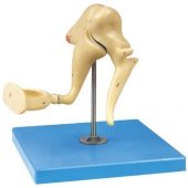 auditory ossicle model megmedius medical