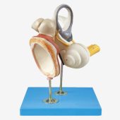 Auditory Ossicles And Tympanic Membrane,Internal Ear Model Internal Ear Model