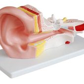 Ear Anatomy 3 Times Magnification Divided into 2 Parts Ear and Ear Inner Ear Hearing Otolaryngology