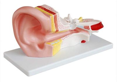 Ear Anatomy 3 Times Magnification Divided into 2 Parts Ear and Ear Inner Ear Hearing Otolaryngology