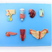 Endocrine Organ Model, Human Digestive System Pituitary Thyroid Adrenal Gland Testis Pancreas Parathyroid Gland Ovarian Model Teaching Anatomical model
