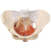 female pelvis with muscles and soft organs model