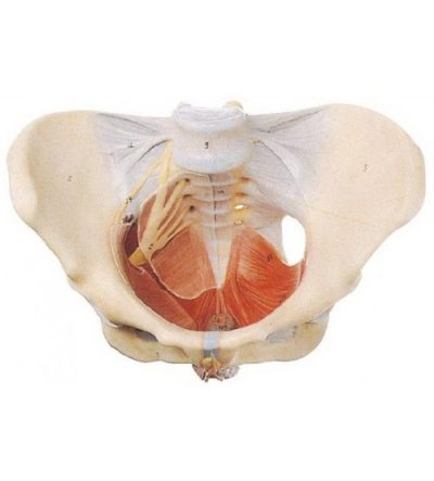 female pelvis with muscles and soft organs model