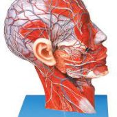 Half Head with Vessels and Nerve Human Anatomy Model
