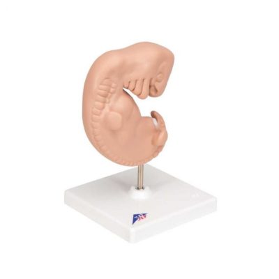 Human Embryo Model megmedius medical