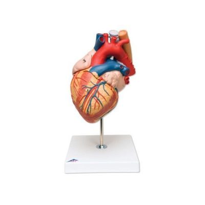 Human Heart Model With Esophagus And Trachea