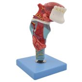 Human Teeth Throat Tongue Model Laryngeal Anatomy Tongue Throat Structure
