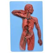 lymphatic system model soft