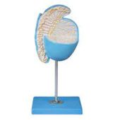Magnified Testicle Model Human Testicular Anatomy