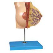 mammary gland in resting period megmedius medical