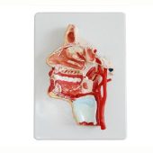 model of the head Anatomical Models Suppliers