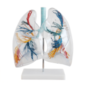 model of transparent human lung segment