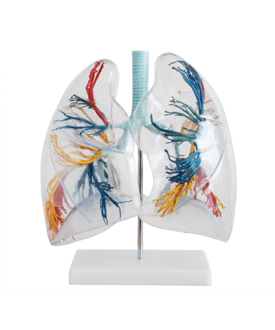 model of transparent human lung segment