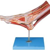 muscles of foot with main vessels & nerves soft