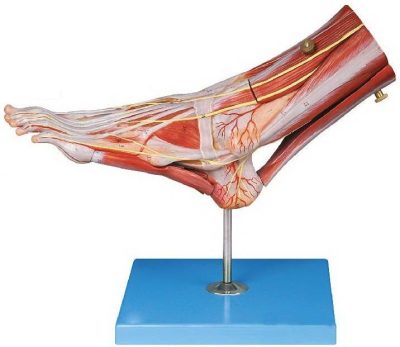 muscles of foot with main vessels & nerves soft