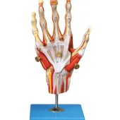 muscles of hand with main vessels & nerves soft