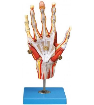 muscles of hand with main vessels & nerves soft