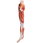 muscles of leg with main vessels & nerves soft